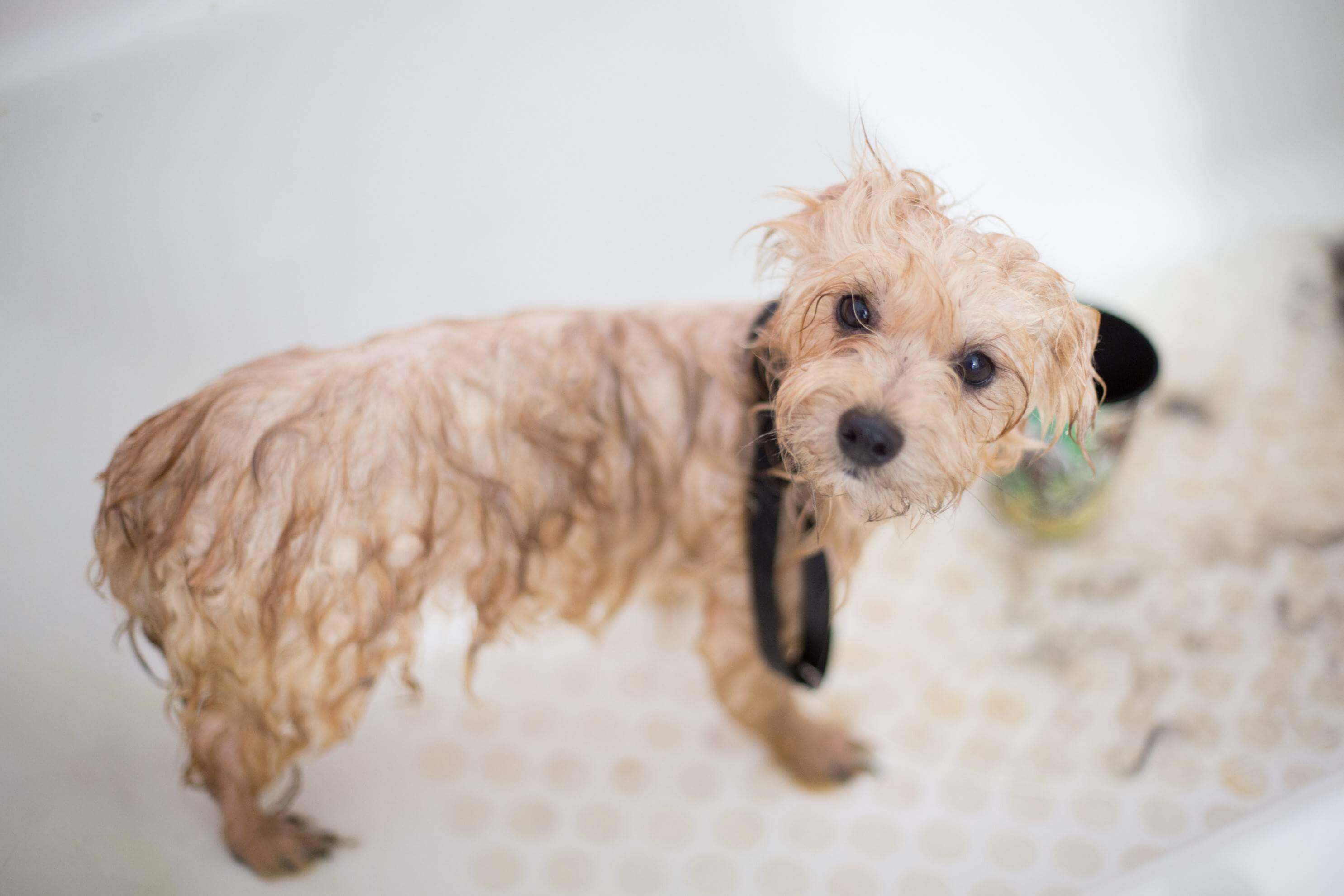 How Should I Give My Dog A Bath?